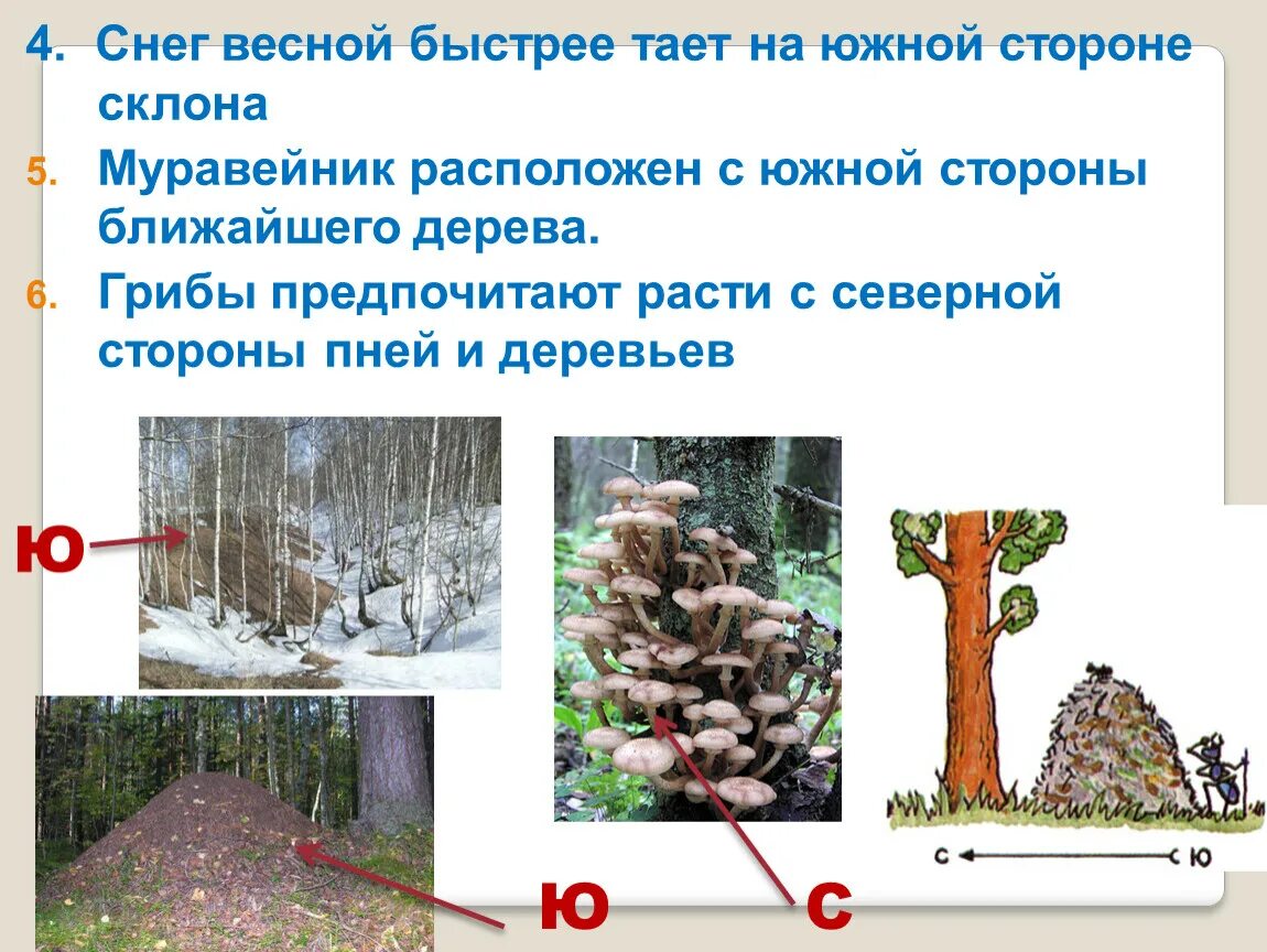 Ориентирование по местным признакам. Ориентирование потместным природным признакам. Ориентирование по местным природным признакам. Ориентировка по местным природным признакам. Окружающее насколько