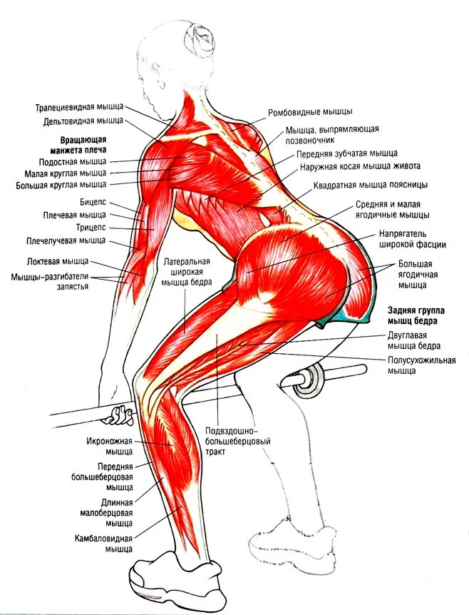Болит спина ягодицы ноги. Схема ягодичных мышц. Ягодичные мышцы становая тяга. Какие группы мышц задействует становая тяга. Схема мышц ягодиц.