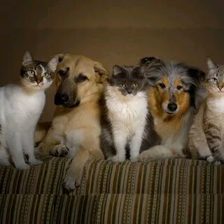 4 кота 1 пес