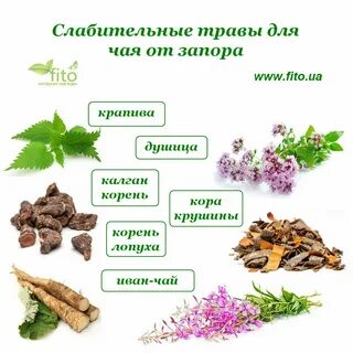 Какие травы от запоров взрослым