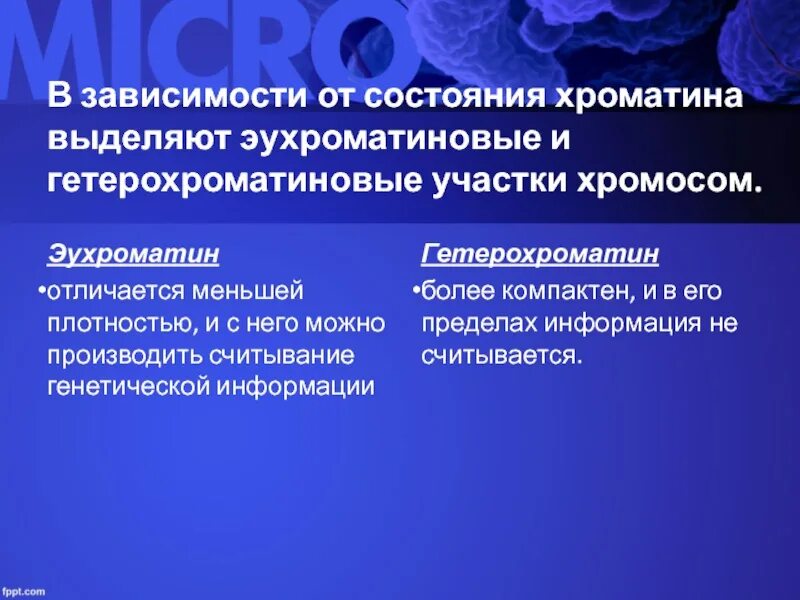 Гетерохроматин определение. Гетерохроматин определение