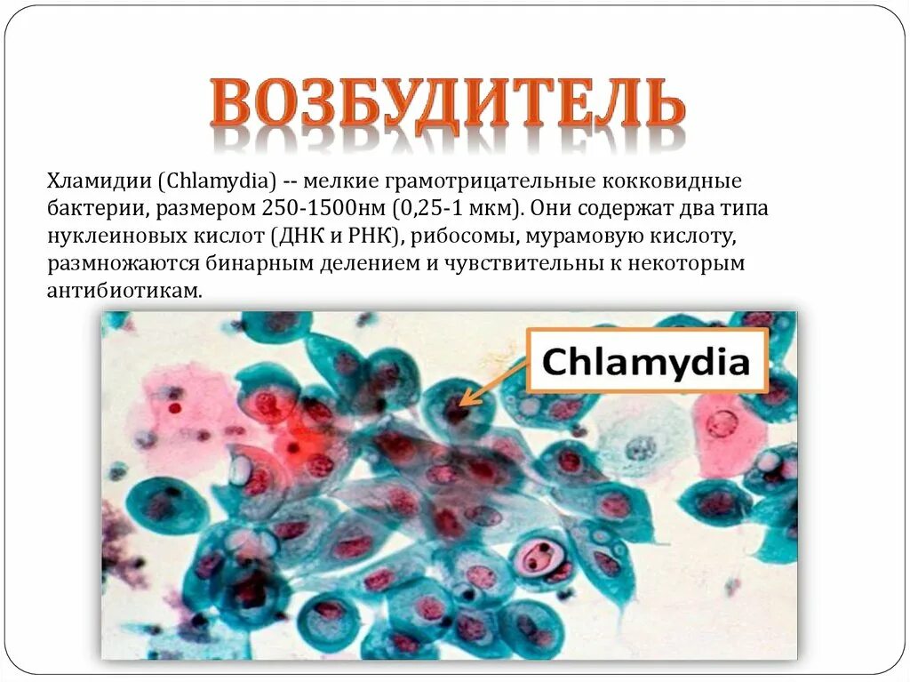 Хламидии 4. Хламидии - возбудители урогенитальных инфекций. Хламидии микробиология. Chlamydia trachomatis микробиология.