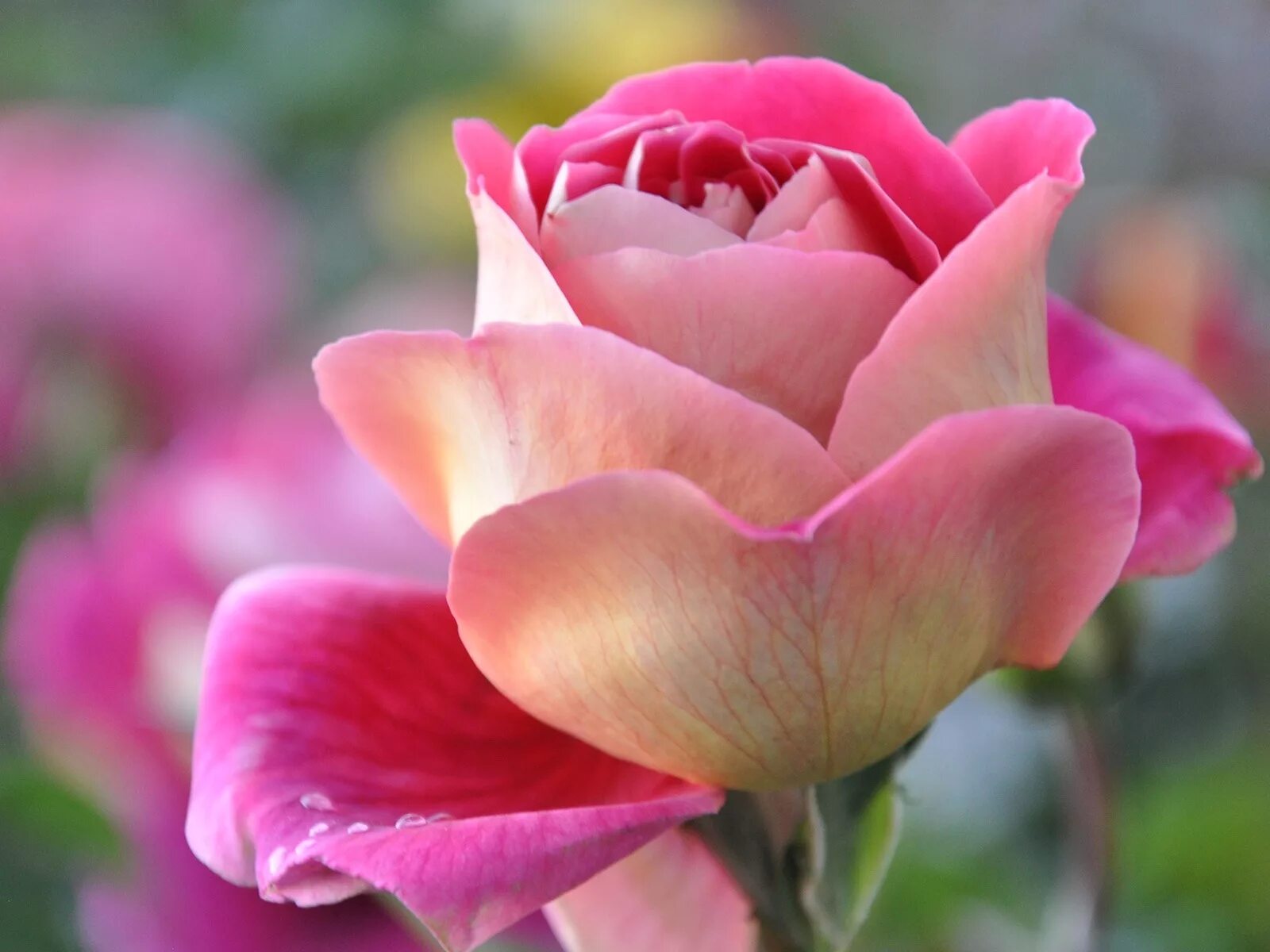 Розы Пинк Фловерс. Красивые цветы крупным планом