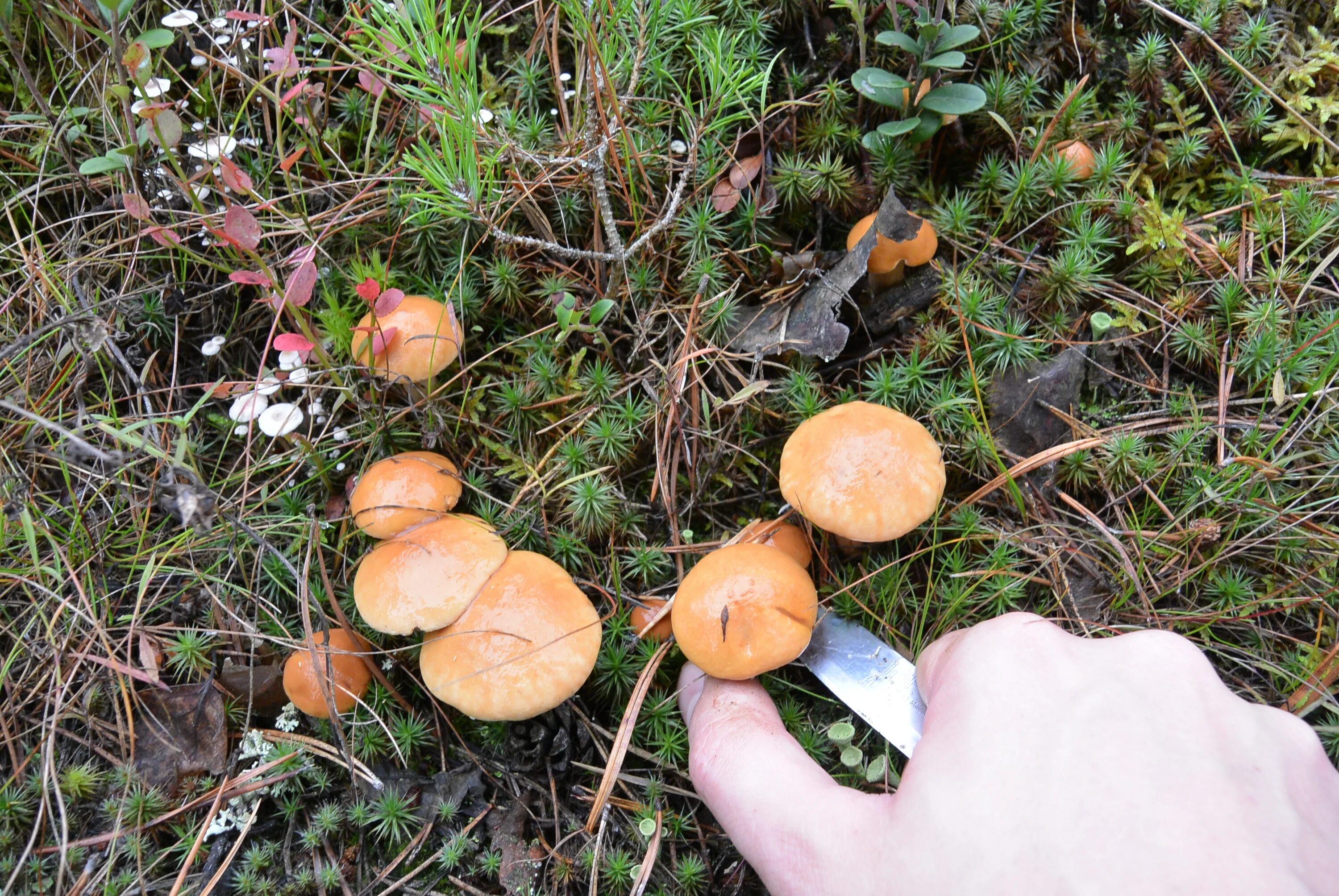 Какие грибы в начале. Съедобные грибы в лесу. Грибы в лесопосадках. Что за гриб. Съедобные грибы Тамбовской области.