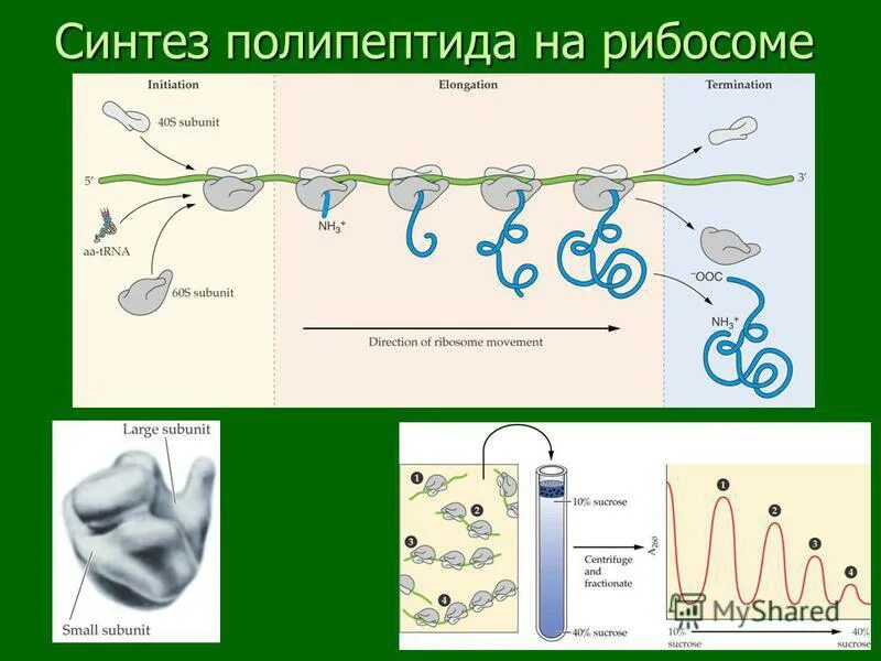 Кодоны и синтез белка. Синтез белка на рибосомах. Транслокация биосинтез белка. Рибосома синтез белка хранение информации. Синтез белка на рибосомах.
