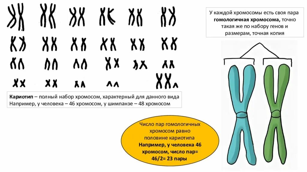 Хромосомный набор диплоидных и гаплоидных. Гаплоидный набор хромосом и диплоидный набор. Гаплоидный и диплоидный набор хромосом. Диплоидный набор хромосом и гаплоидный набор хромосом. Отличие хромосомного набора самца от набора самки
