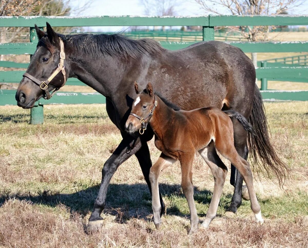 Жеребенок чеджудо. Годовалый конь. Жеребенок фото. Гнедой стригунок. Жеребенок.