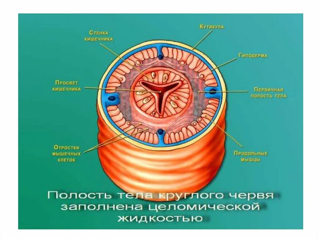 Мышцы беспозвоночных. Кожно мускульный мешок и полость тела кольчатых червей. Кожно-мускульный мешок у круглых червей. Первичная полость тела у круглых червей. Полость тела круглого червя.