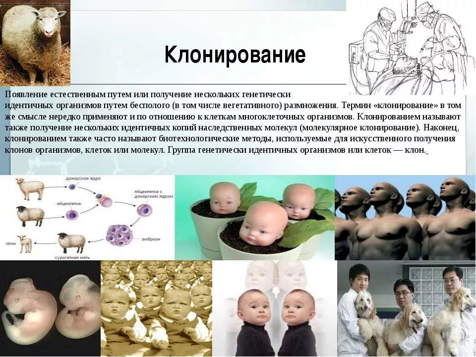 Клон клеток это. Клонирование. Клонирование организмов. Клонирование в биотехнологии. Естественное клонирование в биологии.