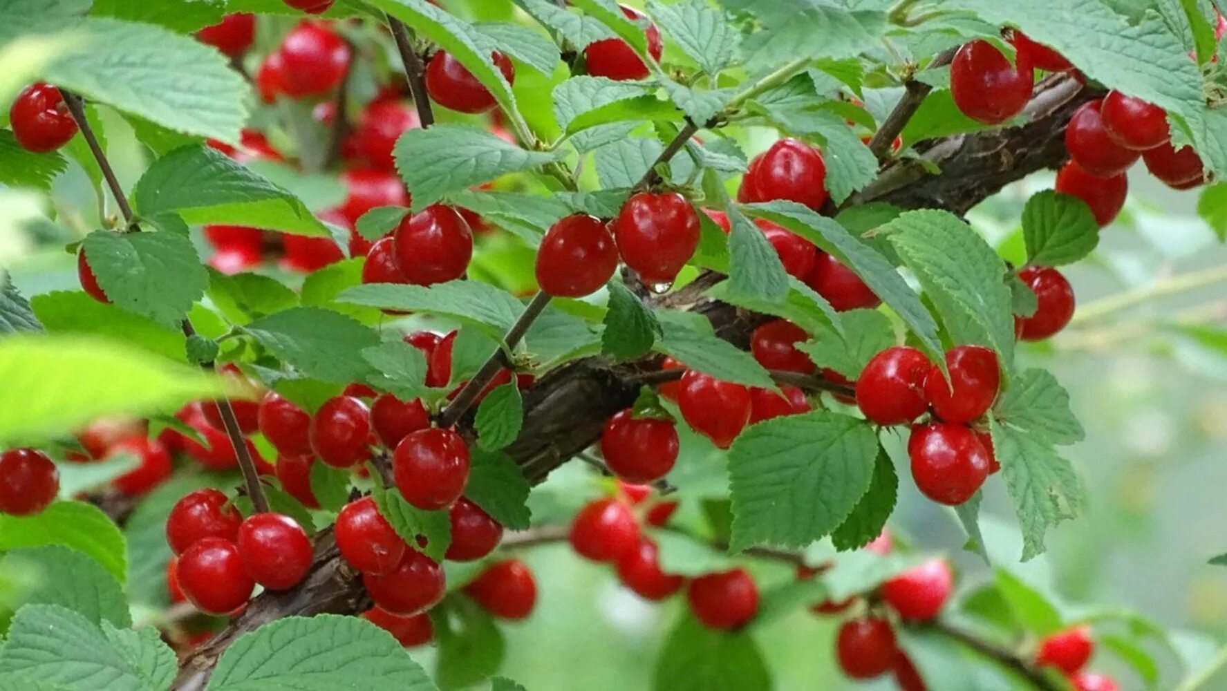 Вишня войлочная натали описание. Вишня войлочная (Prunus tomentosa). Вишня войлочная огонек. Войлочная вишня черная. Вишня войлочная Натали куст.