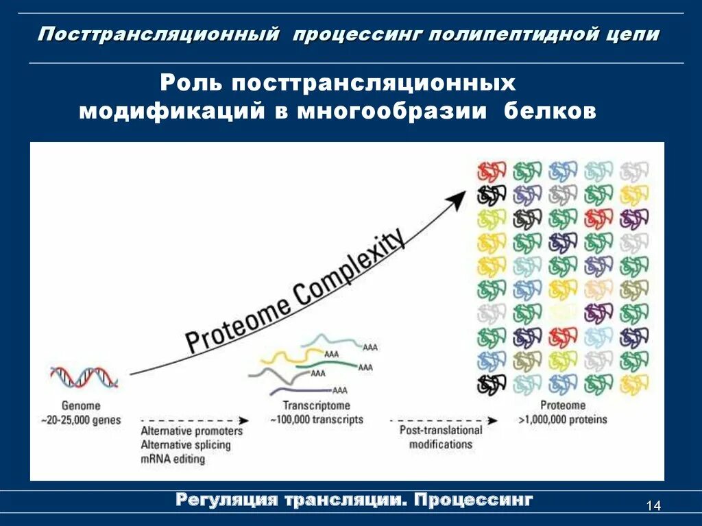 Посттрансляционные модификации белков. Посттрансляционный процессинг. Котрансляционный процессинг белка. Процессинг полипептидной цепи.