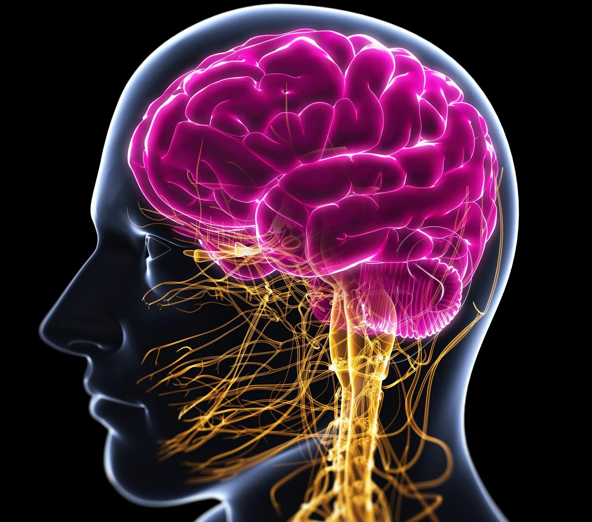 Brain disorder. Нервная система. Неврология. Нервная система человека. Мозг и нервная система.