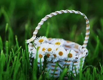 Белая корзинка в ней лежит росинка