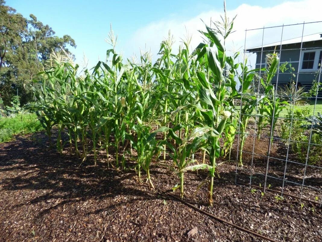 Кукуруза на грядке. Кукуруза на даче. Вырастить кукурузу на даче в открытом грунте. Посадка кукурузы. Как посадить кукурузу в огороде