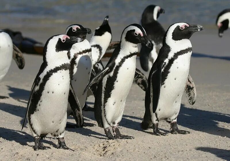 Пингвины живут на южном. Пингвин Spheniscus demersus. Очковый Африканский Пингвин. Африканский Пингвин ареал. Очковые пингвины в Африке.