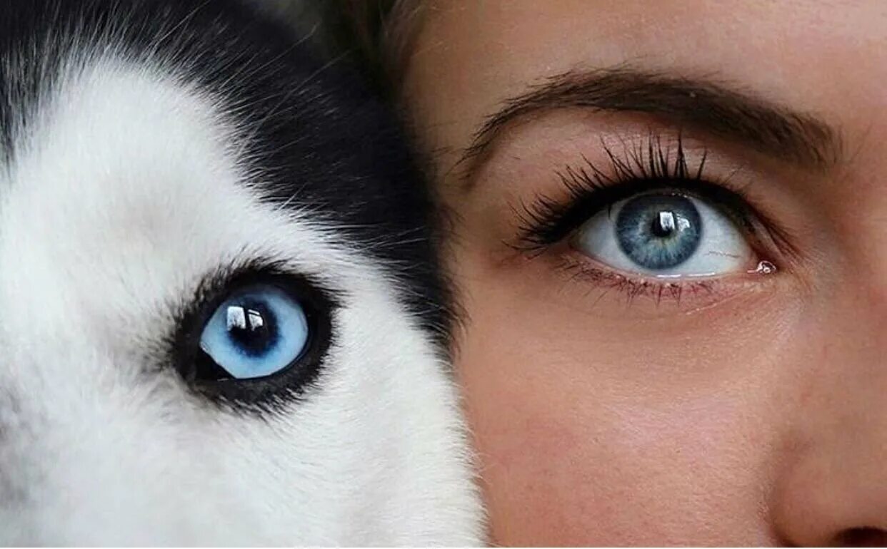 Глаза голубой собаки читать. Хаски гетерохромия. Хаски разноглазые. Гетерохромия у собак хаски. Сибирский хаски кареглазый.