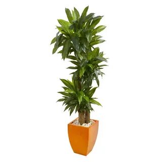 Real plant