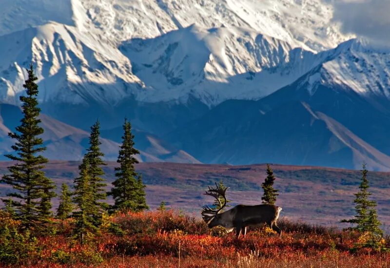 Национальный парк Денали Аляска. Национальный парк Денали, штат Аляска. Национальный парк Денали США. Национальный парк Денали Аляска животные.