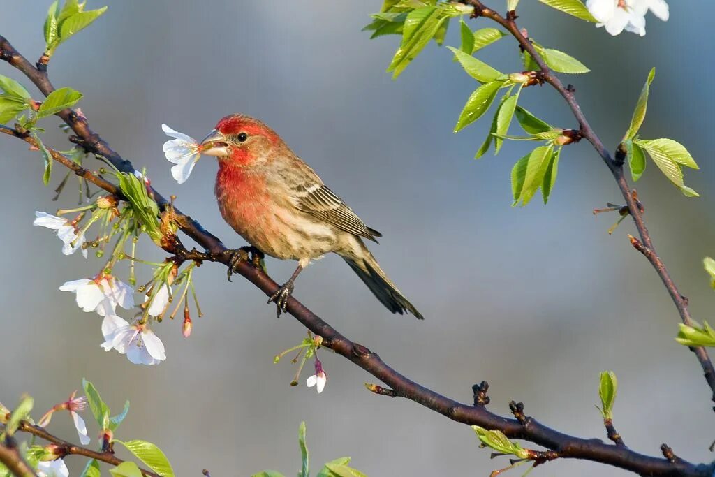 Bird cherry