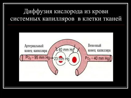 Диффузия кислорода и углекислого газа