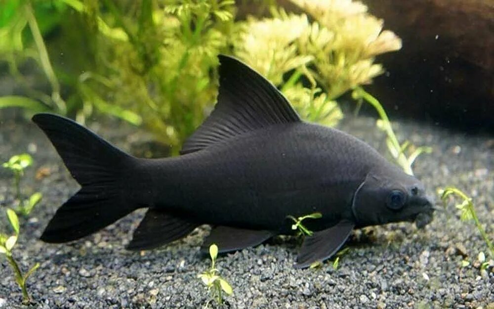 Черная рыба жив. Лабео краснохвостый. Лабео черный морулис. Лабео биколор. Лабео рыбка.