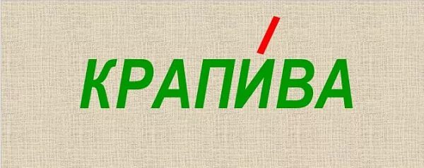 Слова из слова крапива. Словарное слово крапива. Крапива ударение. Крапива ударение в слове на какой слог. Крапива ударение правильное.