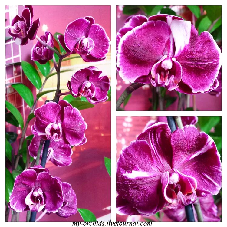 каменная роза орхидея фаленопсис. фаленопсис дрим даймонд. фаленопсис шоколад. фаленопсис чоколейт флавор. фаленопсис qwirkle.