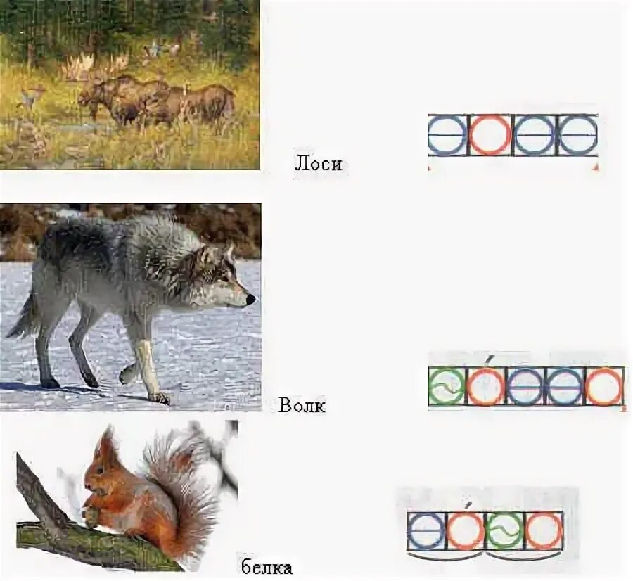 Составить слово волка. Схема волк 1 класс. Волк звуковая схема. Схема слова волк. Волк слоговая схема.