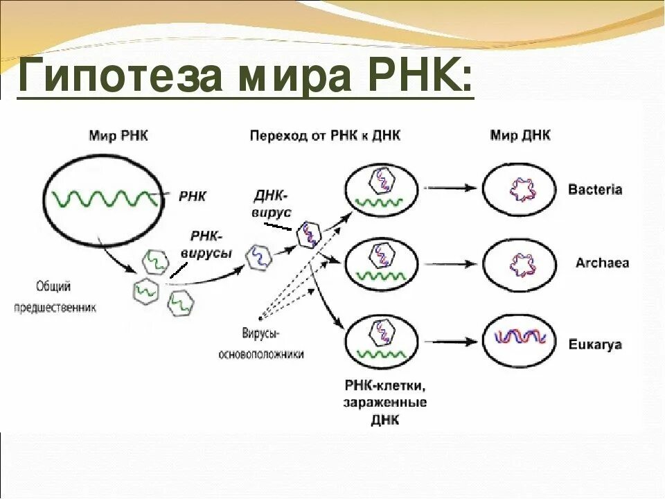 Гипотеза вирусов. Мир РНК гипотеза. Мир РНК теория происхождения жизни.