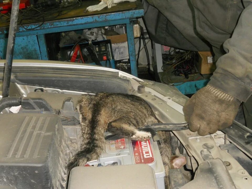 Как починить кошку