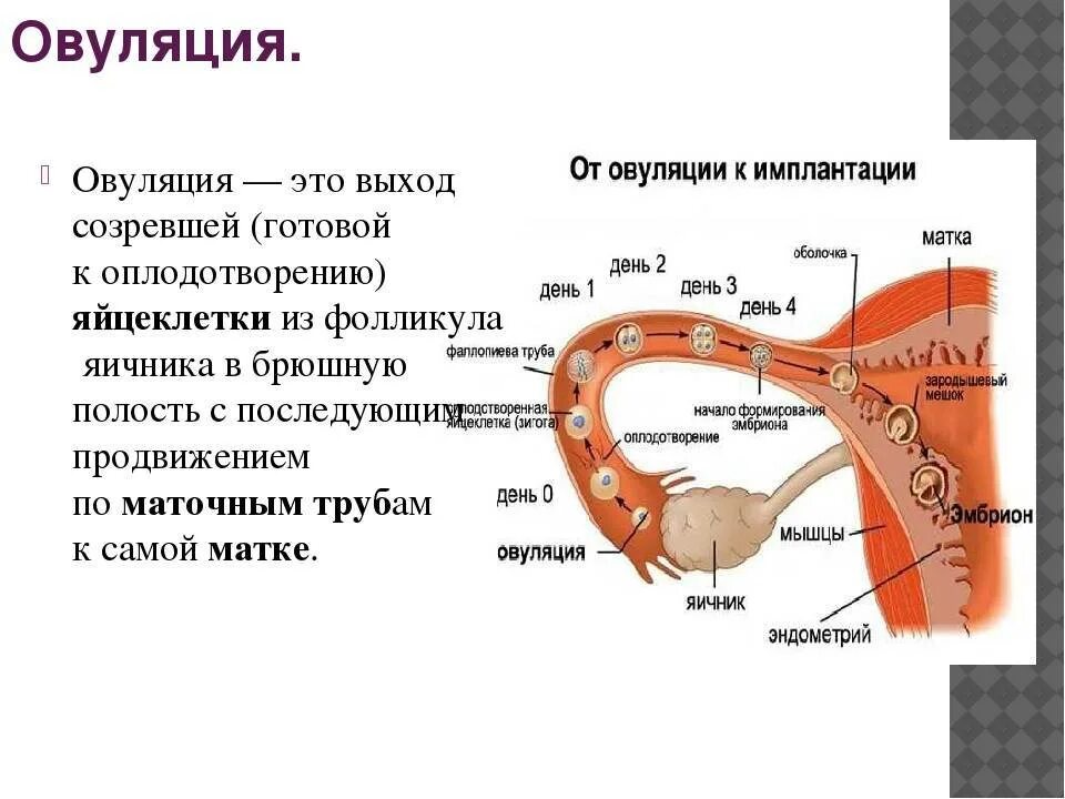 Забеременеть первого цикла. Овуляция. Понятие об овуляции. Овуляция это простыми словами. Яйцеклетка в маточной трубе.