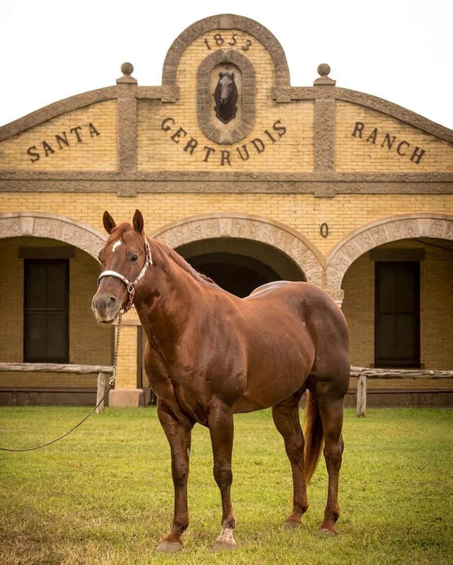 Ранчо King Ranch. Кинг Рэнч Техас. Штат Техас и ранчо King Ranch. Orange Ranch лошади.