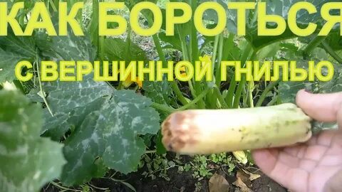Вершинная на кабачках
