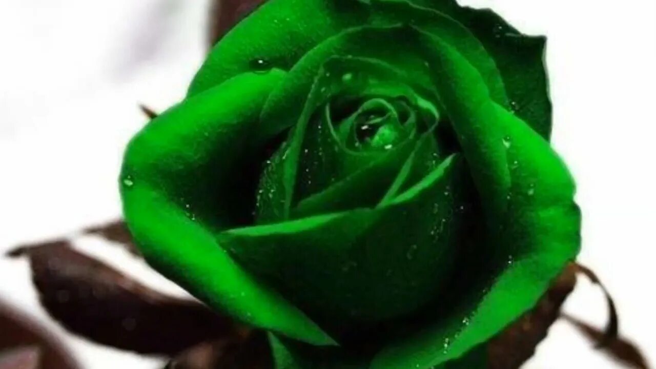 Если рассматривать красные розы через зеленое стекло. Розы зеленого цвета. Красивые зеленые розы.