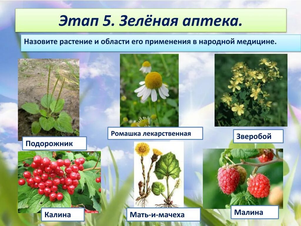 Картотека зеленая аптека. Зеленая аптека растения. Лекарственные травы в детском саду. Зеленая аптека для дошкольников. Лечебные растения в доу.