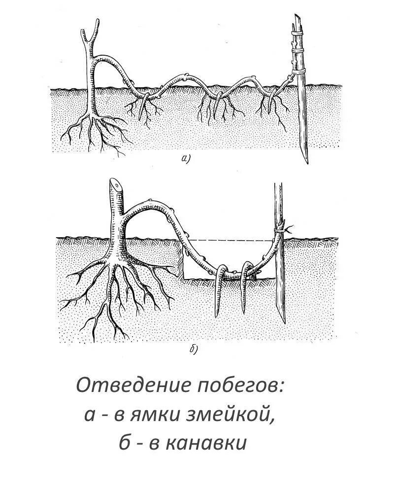 Как размножить глицинию