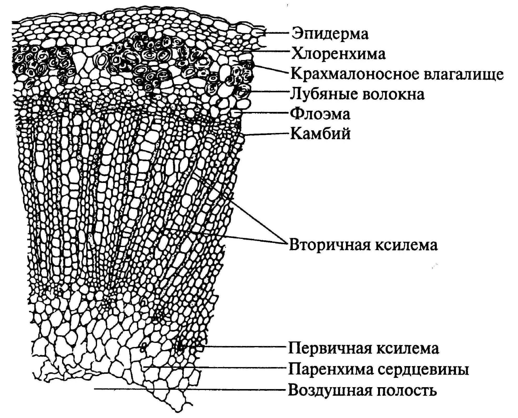 Анатомическое строение стебля травянистых растений. Лубяные волокна срезов стебля льна. Поперечный срез стебля льна. Строение паренхима стебля льна. Непучковое строение стебля льна.