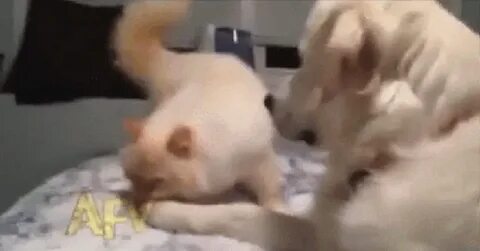 Спаривание кота и собаки
