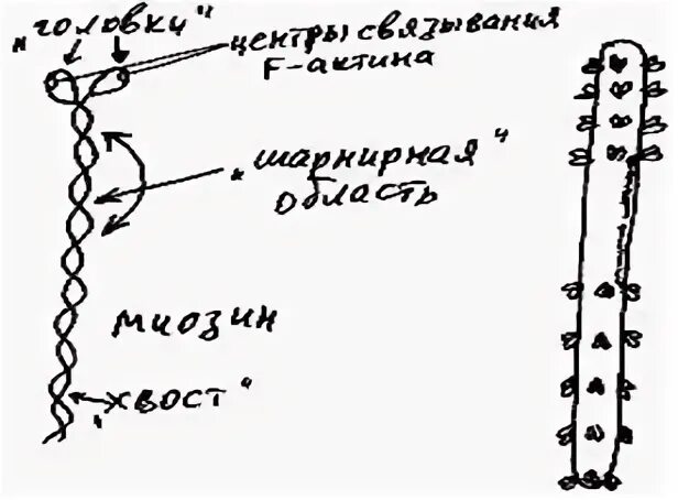 Удвоение нитей днк происходит в. Удвоение нитей днк происходит в