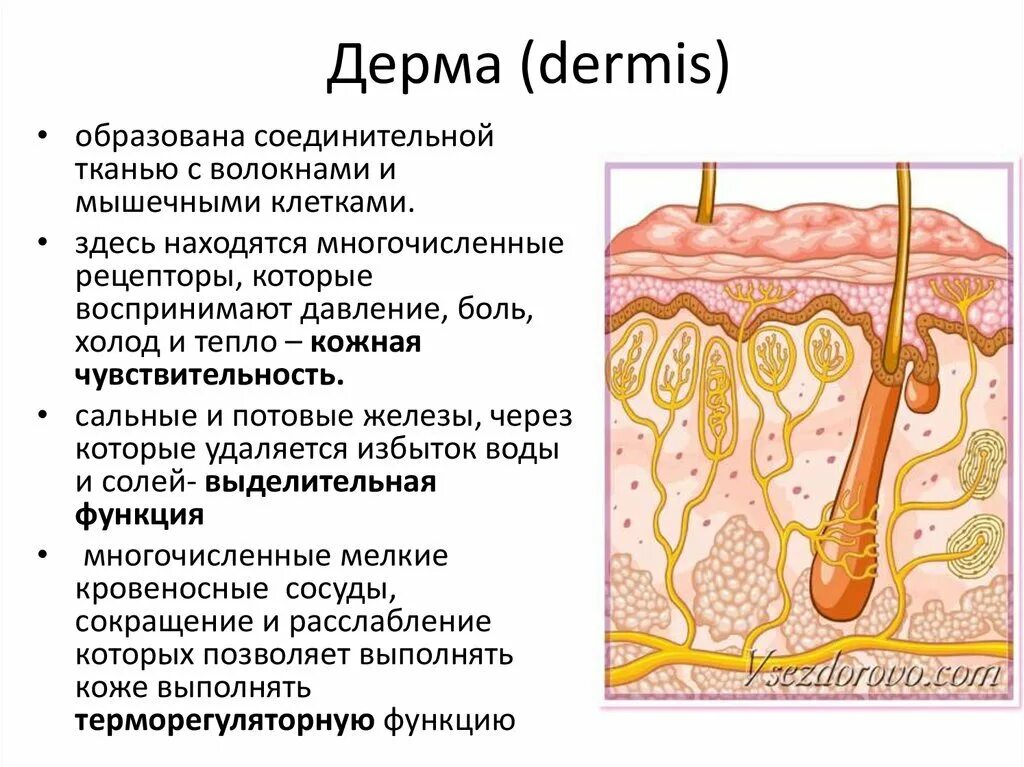 Какая структура дермы образована этой тканью. Строение кожи слои дермы. Строение кожи дерма сосочковый слой. Дерма кожи строение функции. Тканевой состав сосочкового слоя дермы.