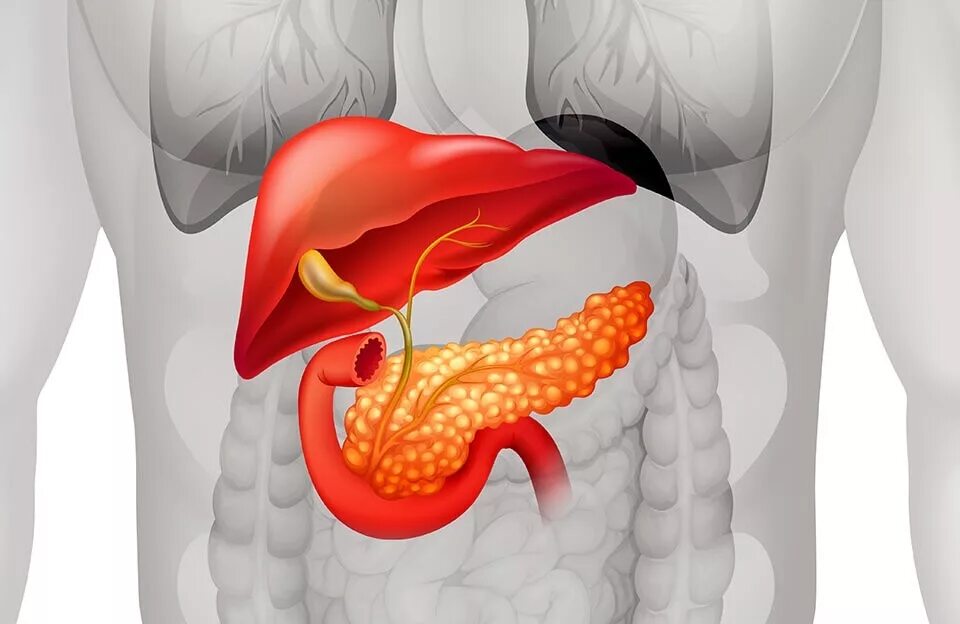Поджелудочная железа pancreas. Поджелудочная железа 3д анатомия. Поджелудочная железа расположение в организме 3d.