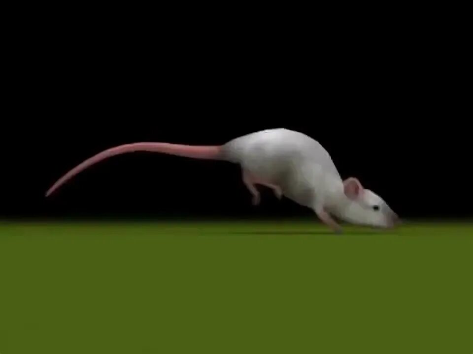 Бегущий мышкам видео