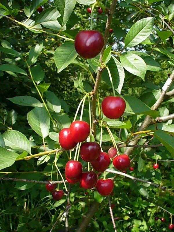 Prunus Cerasus вишня обыкновенная. Вишня сорт «Волочаевка». Жигулевская вишня сорт. Вишня штамбовая Владимирская. Вишня малышка фото