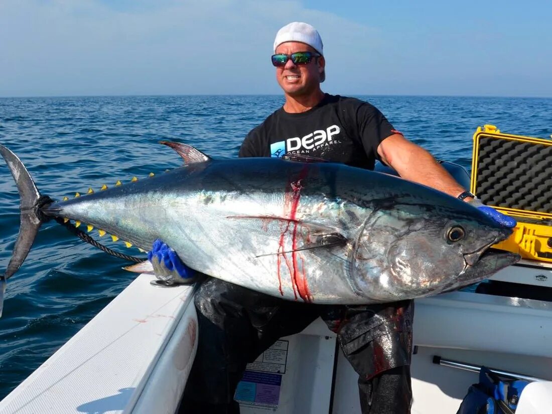 Bluefin Tuna. Bluefin Jack рыба. Bluefin Tuna Fish. Рыбалка на тунца.