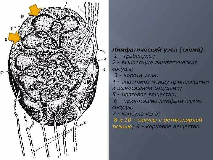 Трабекулы лимфатического узла. Схема строения лимфатического узла иммунология. Строение лимфатического узла рисунок. Воротные трабекулы лимфатического узла. Лимфоузлы структурны