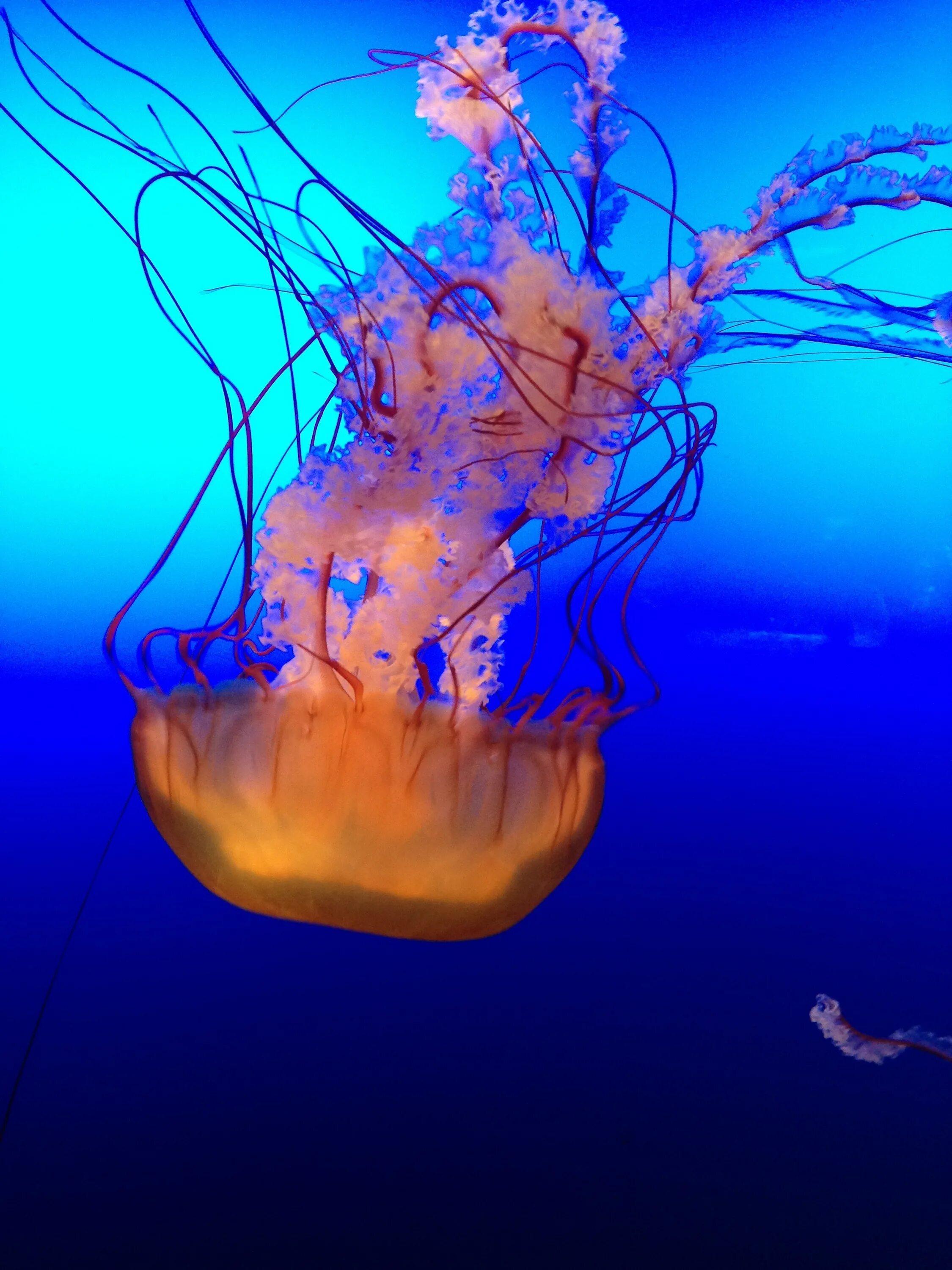 Медуза в ламинарии. Глубоководные медузы. Кораллы и медузы. Глубоководный морская медуза.