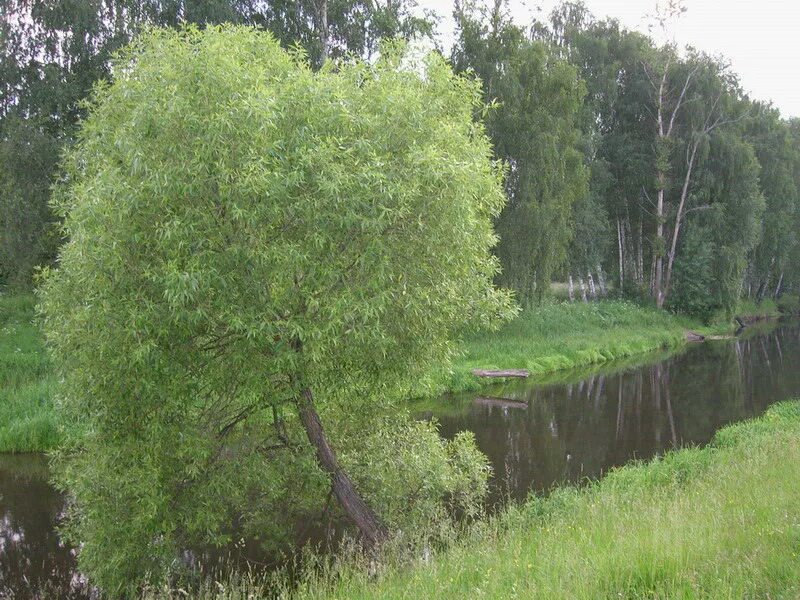 Девять рек. Рек метелка Клязьме. Поселок Клязьма Пушкинский район река Клязьма. Река метелка Звягино Пушкинский район. Монастырский пруд Звягино.