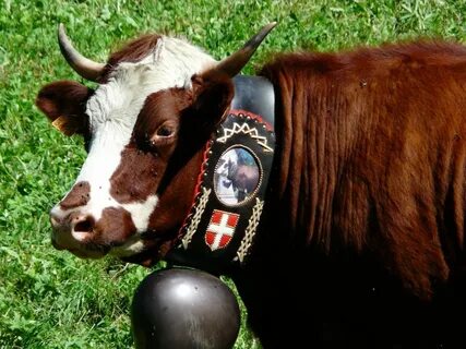 Cow bell