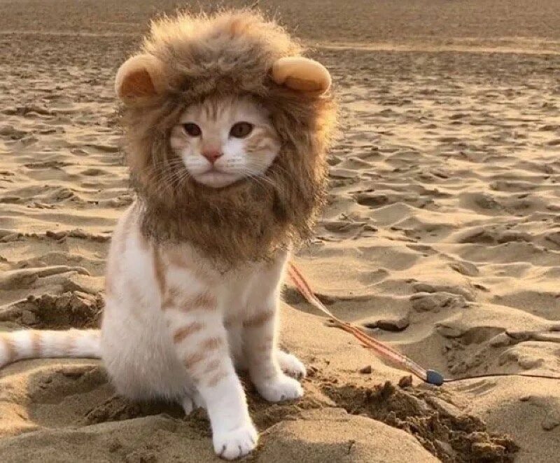 Кот лев. Котенок в костюме Льва. Кошка в костюме Льва. Лев и котенок.