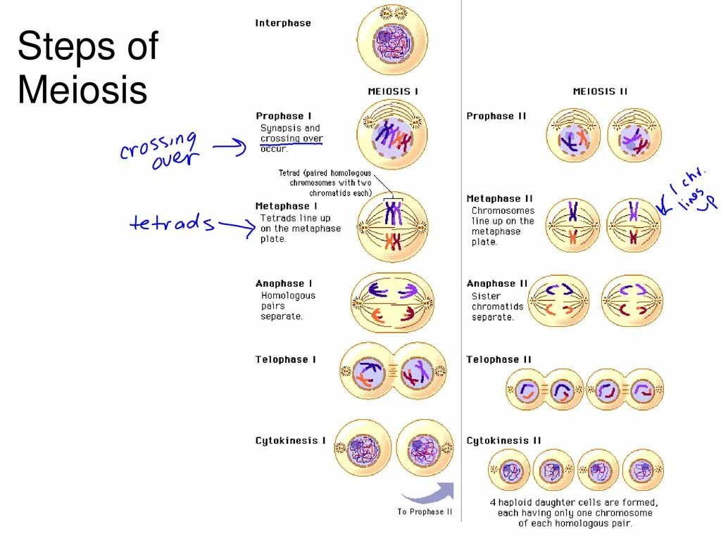 Самостоятельная мейоз. Meiosis Stages. Phases of Meiosis. Phases of Meiosis Interphase. Mitosis and Meiosis.